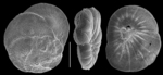 Heronallenia polita