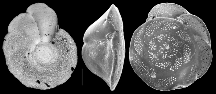 Heterolepa inagawaensis Heterolepa inagawaensis