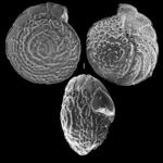 Heterolepa margaritifera