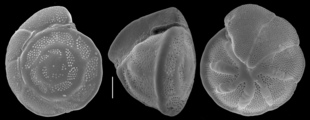 Heterolepa praecincta, author: Le Coze, Franis
