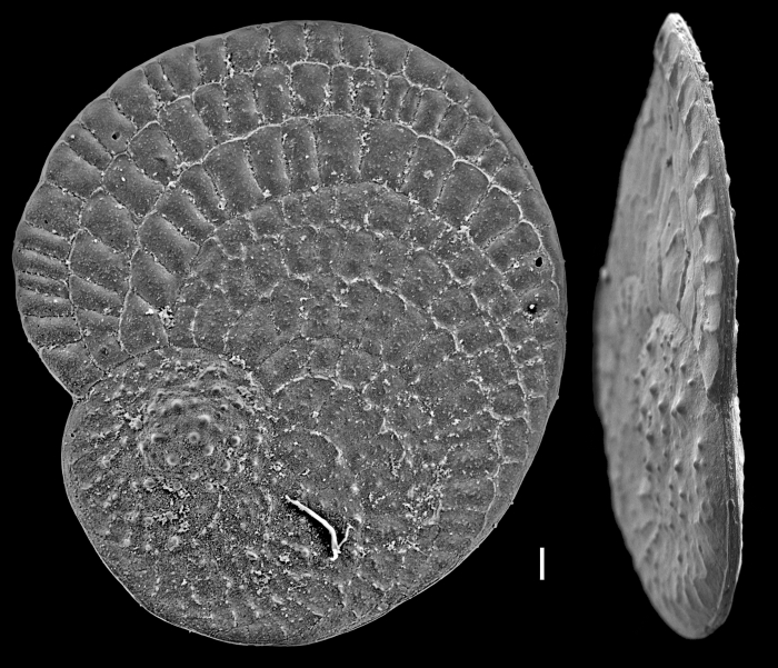 Heterostegina operculinoides Heterostegina operculinoides