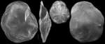 Hoeglundina neocarinata