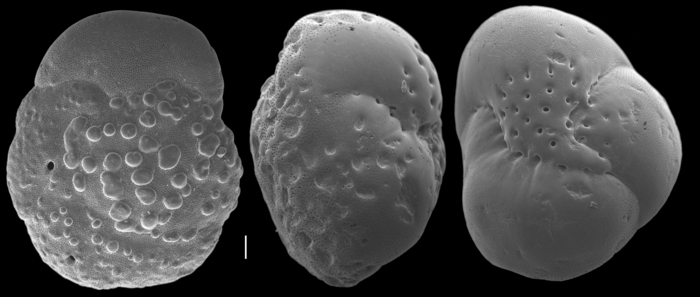 Hofkerina semiornata Hofkerina semiornata