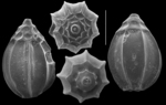 Homalohedra gunteri
