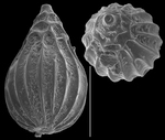 Homalohedra williamsoni