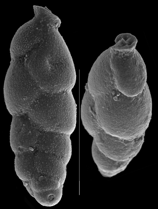 Hopkinsinella glabra Hopkinsinella glabra