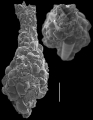 Hormosinella distans, author: Le Coze, Franis