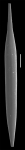Hyalinonetrion elongata