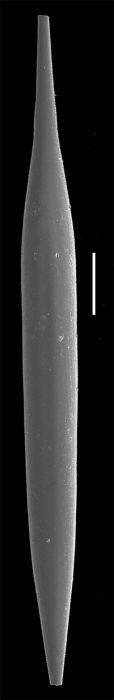 Hyalinonetrion elongata Hyalinonetrion elongata