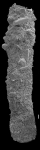 Hyperammina friabilis