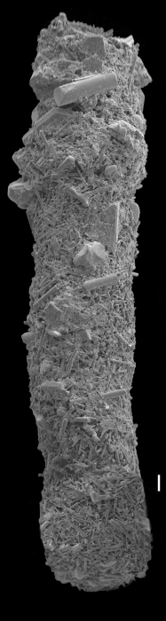 Hyperammina friabilis Hyperammina friabilis