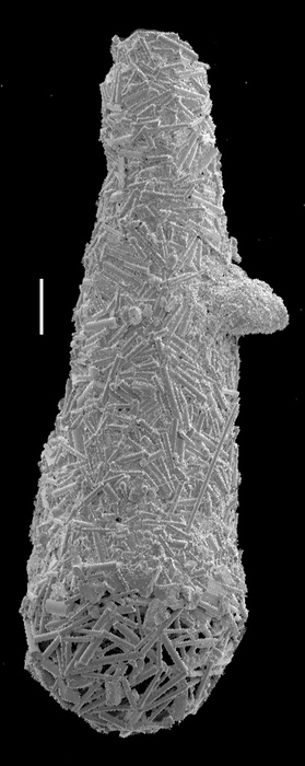 Hyperammina spiculifera