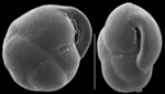 Islandiella japonica