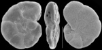 Jadammina macrescens