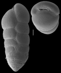 Karreriella bradyi