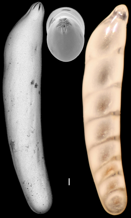 Laevidentalina advena Laevidentalina advena