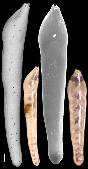 Laevidentalina communis Laevidentalina communis