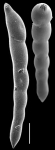 Laevidentalina filiformis
