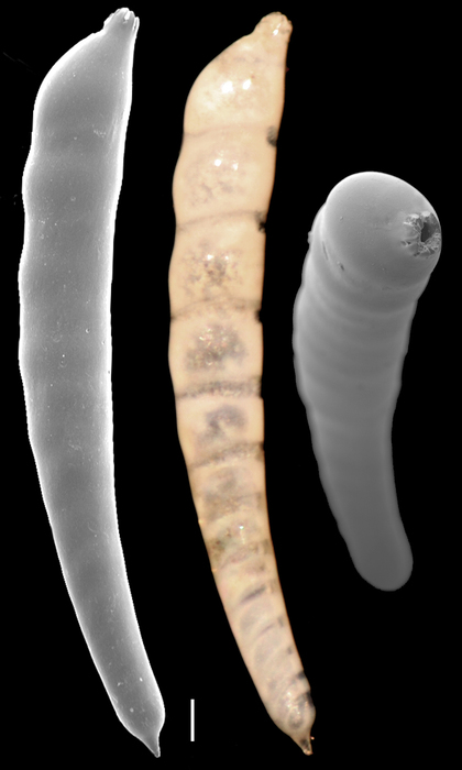 Laevidentalina mucronata Laevidentalina mucronata