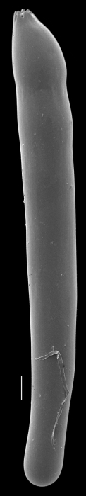 Laevidentalina subemaciata Laevidentalina subemaciata