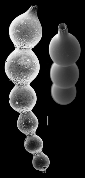 Laevidentalina subsoluta Laevidentalina subsoluta