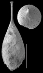 Lagena fenestrata