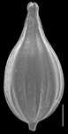 Lagena paucistriata, author: Le Coze, François