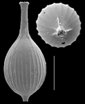 Lagena spicata