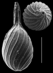 Lagena tortilis