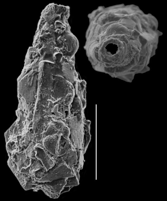 Lagenammina arenulata Lagenammina arenulata