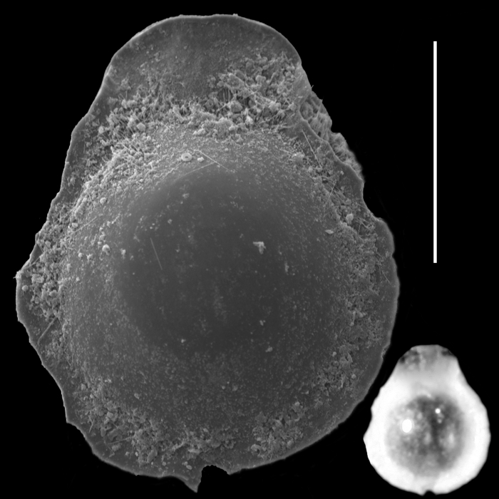 Lagenosolenia intricatissima Lagenosolenia intricatissima