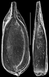 Lagenosolenia quadrangularis