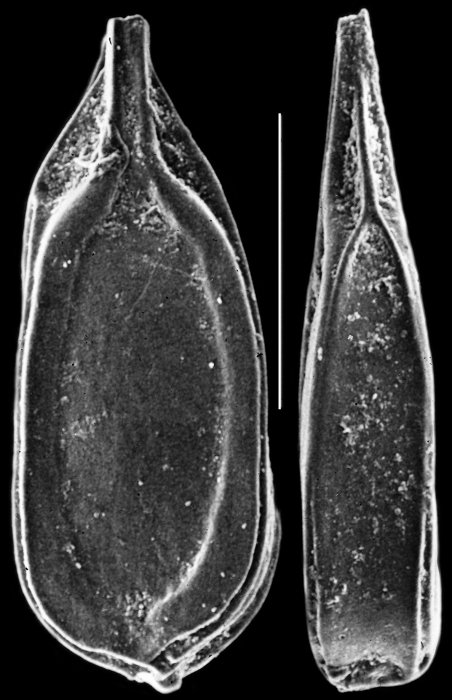 Lagenosolenia quadrangularis Lagenosolenia quadrangularis