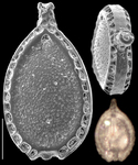 Lagnea lagenoides