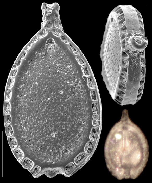 Lagnea lagenoides