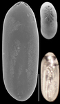 Laryngosigma afueraensis