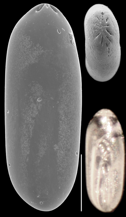 Laryngosigma afueraensis Laryngosigma afueraensis
