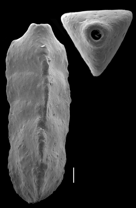 Latentoverneuilina indiscreta Latentoverneuilina indiscreta