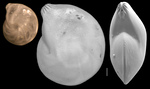 Lenticulina australis
