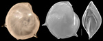 Lenticulina calcar