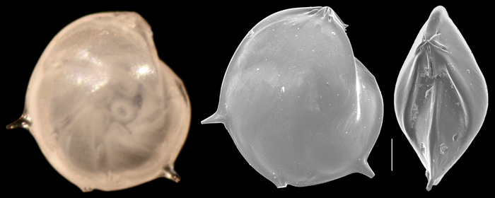 Lenticulina calcar Lenticulina calcar
