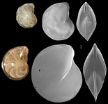 Lenticulina cultrata, author: Le Coze, François