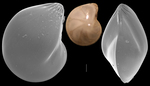 Lenticulina limbosa