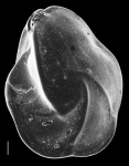 Lenticulina nitida