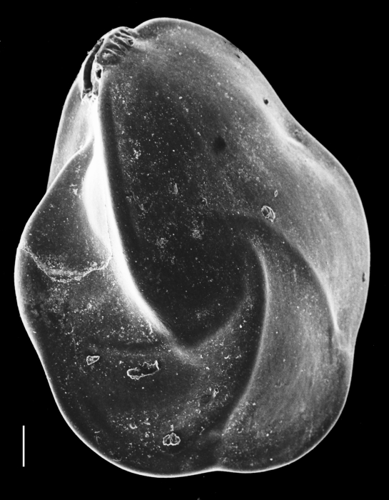Lenticulina nitida Lenticulina nitida