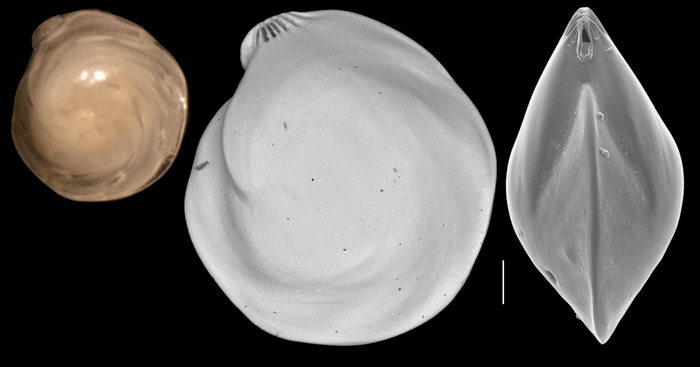 Lenticulina orbicularis Lenticulina orbicularis