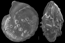 Lenticulina papillosa, author: Le Coze, François