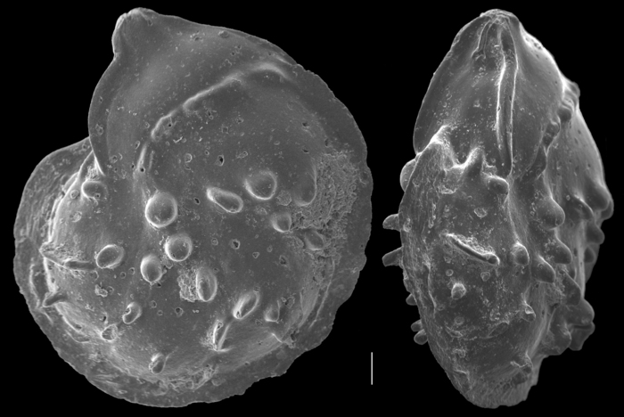 Lenticulina papillosa Lenticulina papillosa