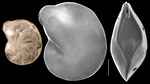 Lenticulina platyrhinos