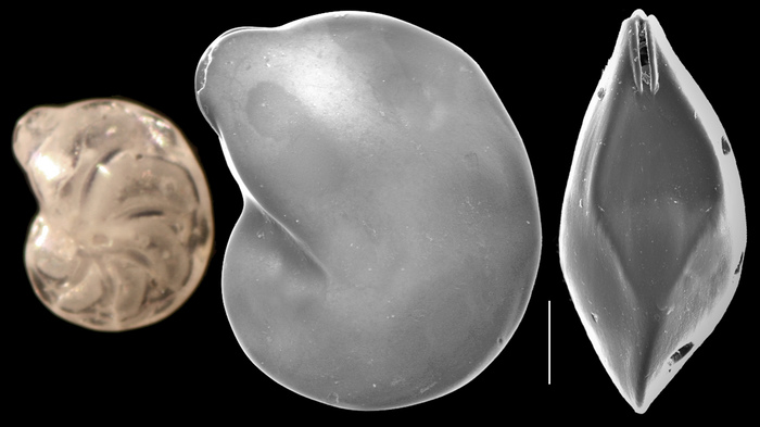 Lenticulina platyrhinos Lenticulina platyrhinos